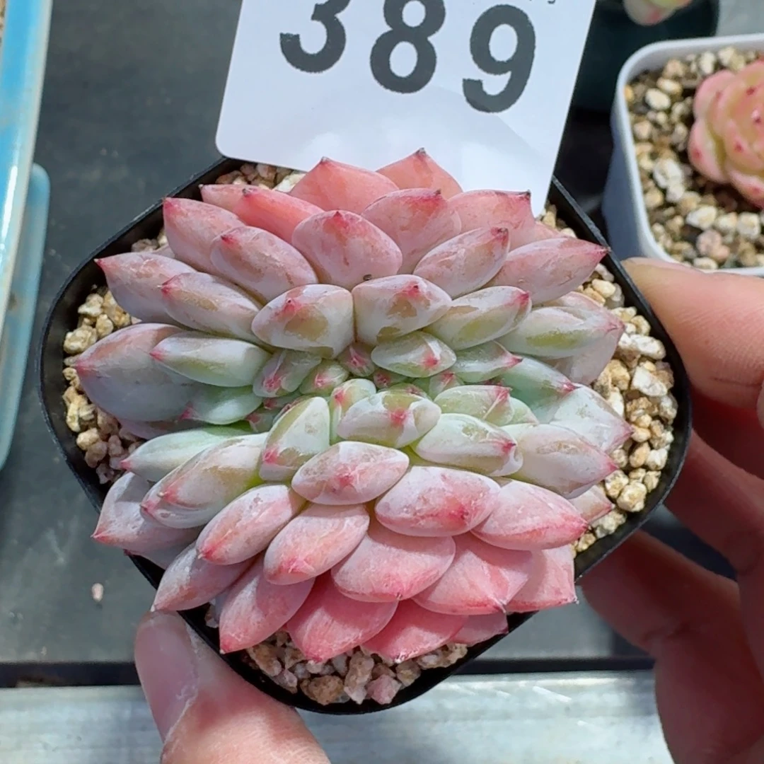 ****‍提拉米苏缀化      愿你一路坦途，乘风破浪展宏图