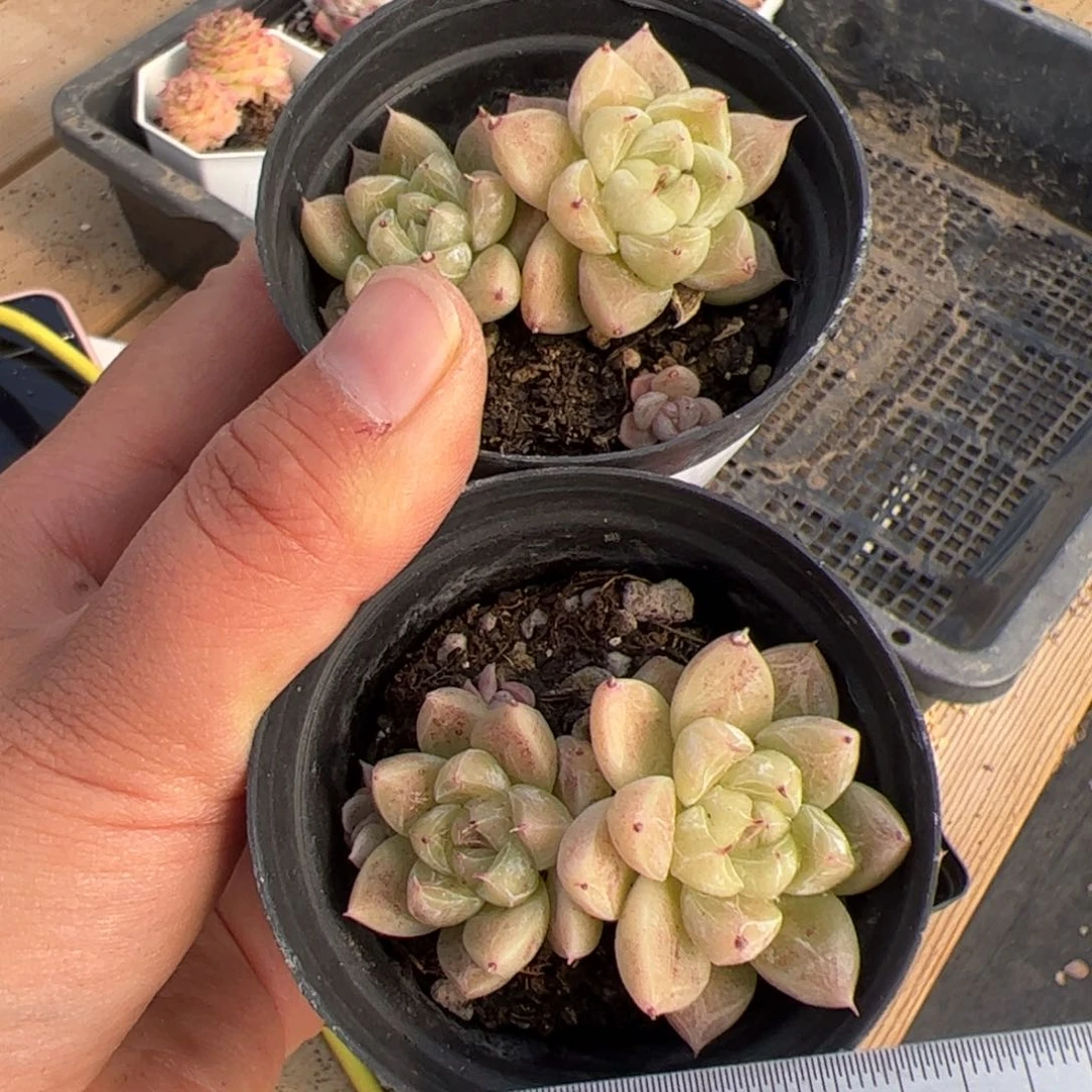 579两盆不包整多肉植物组合盆栽