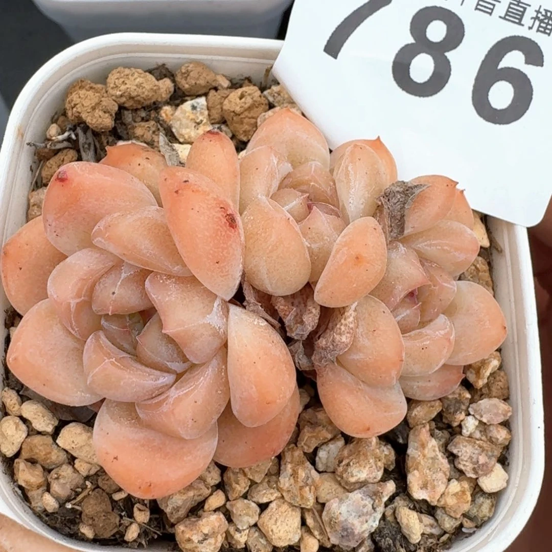 太妃糖         多肉植物