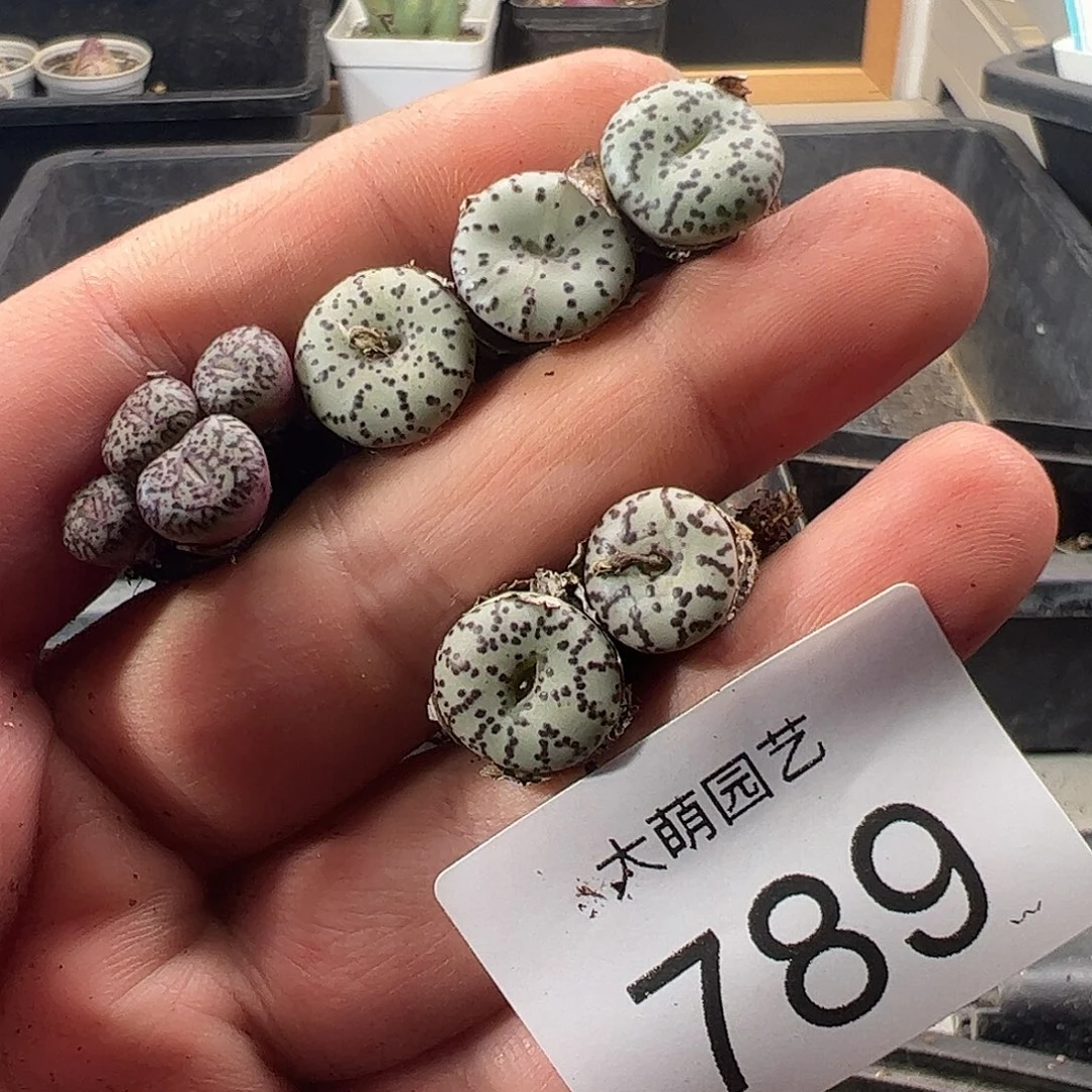 一物一拍。           789