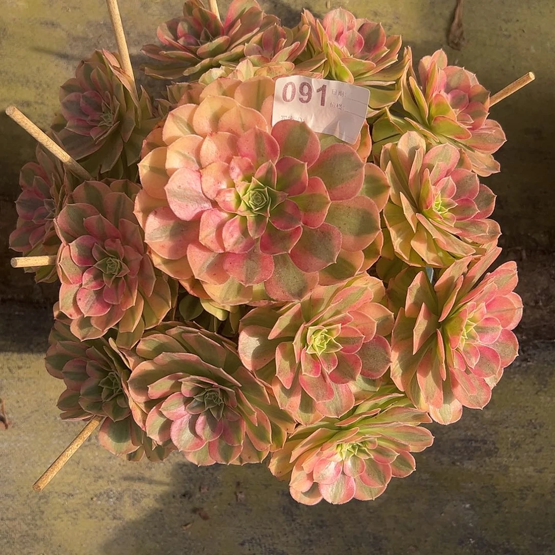 091雨荷多肉法师植物