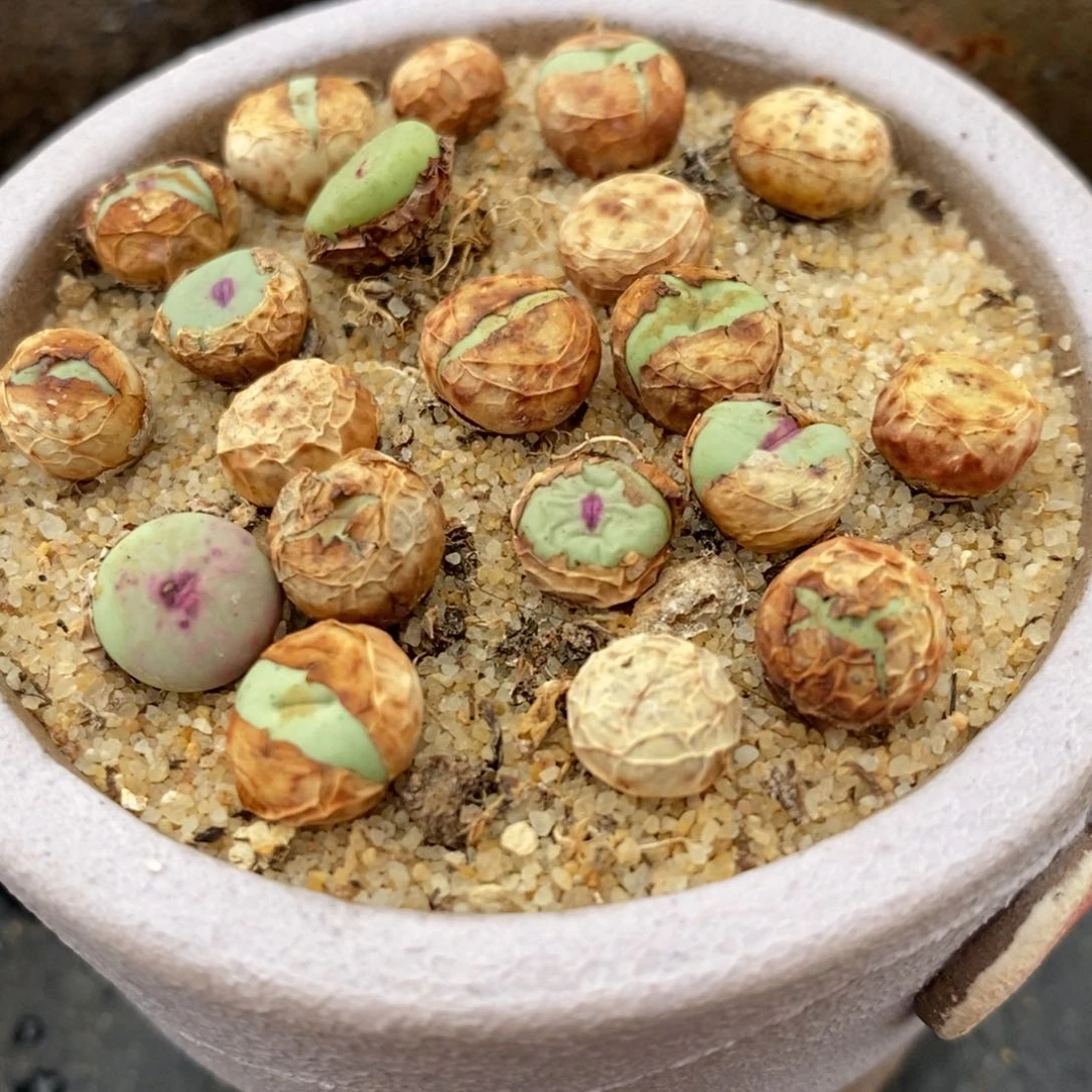 1380B小红嘴2颗一组