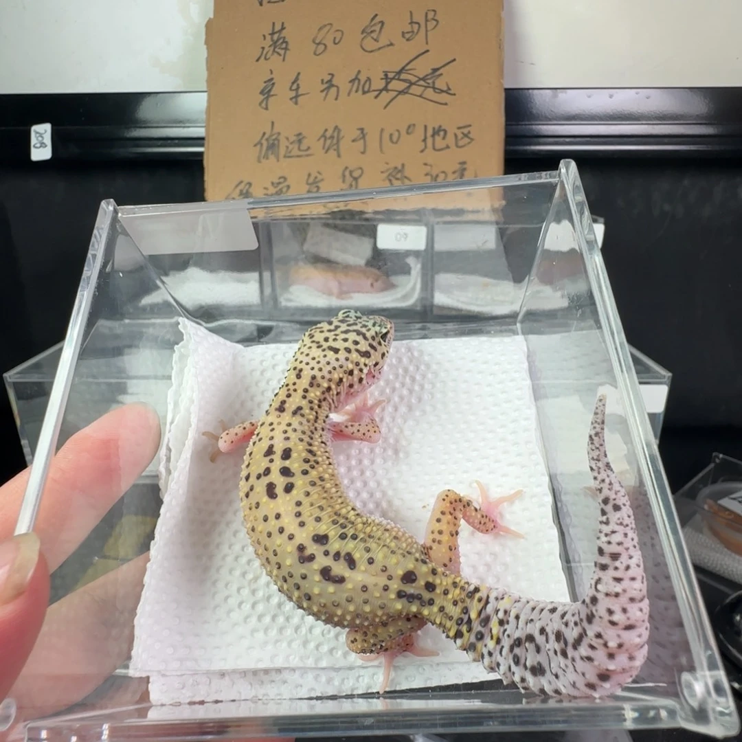 豹纹守宫雪花日食妹妹