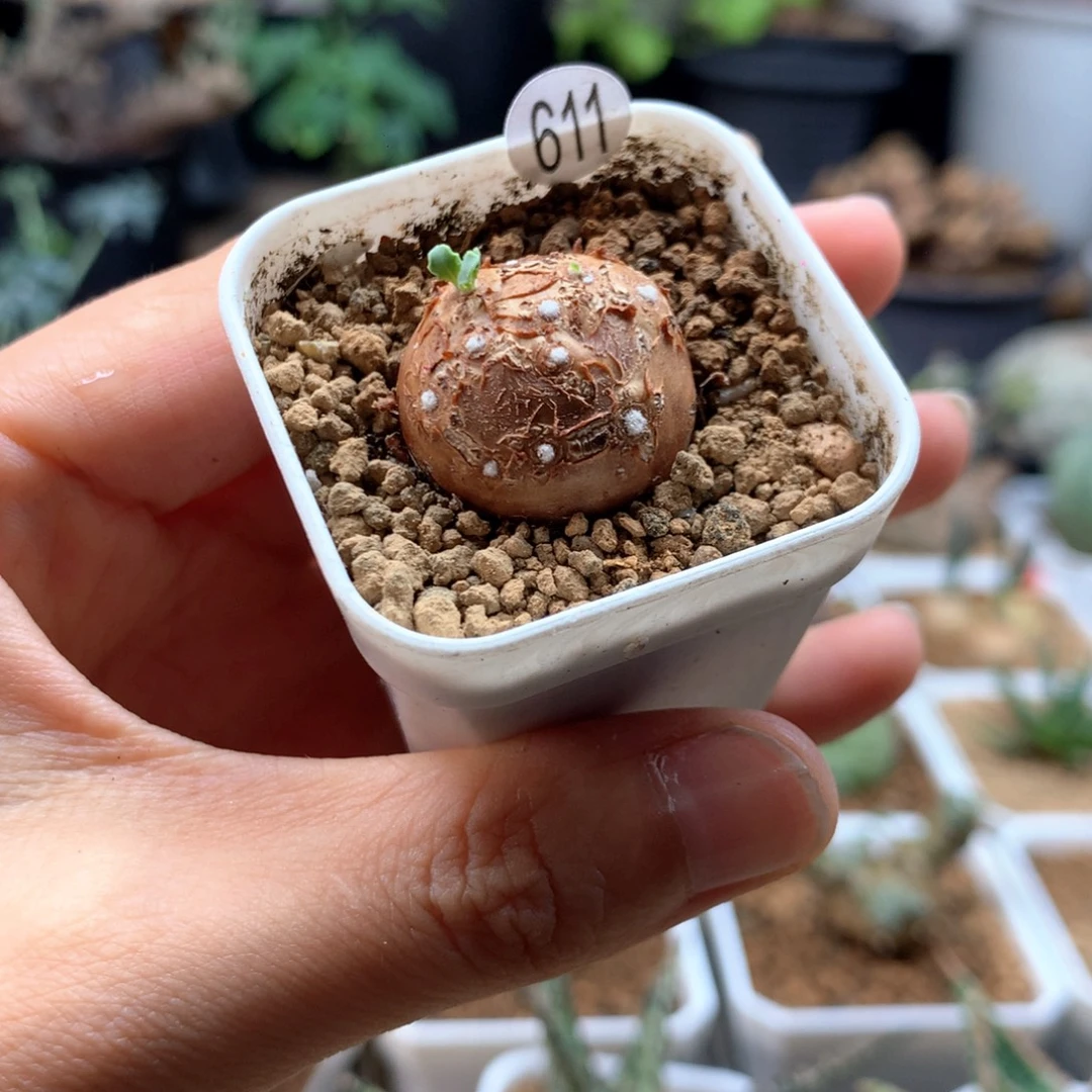 小格加厚敦菊带盆611