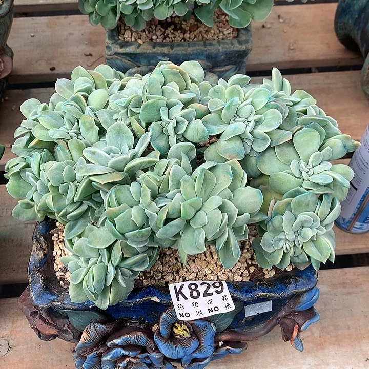 可爱玫瑰缀化 七夕福利 9月7号左右发货