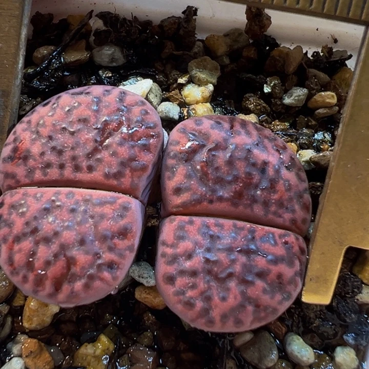 紫石榴群多肉植物带盆