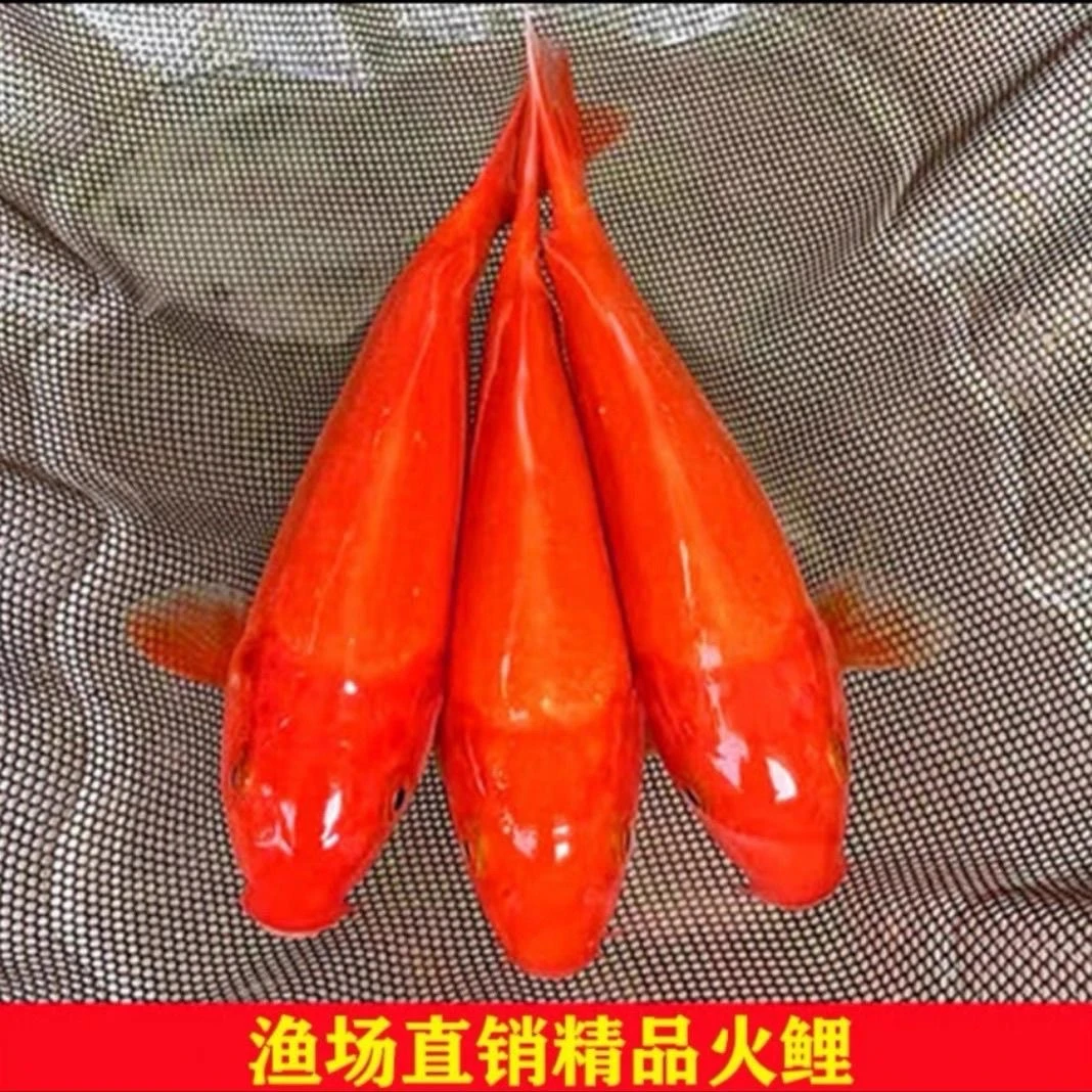 精品鲤鱼锦鲤火麒麟橘红色冷水纯种淡水观赏招财好养耐活风水鱼苗