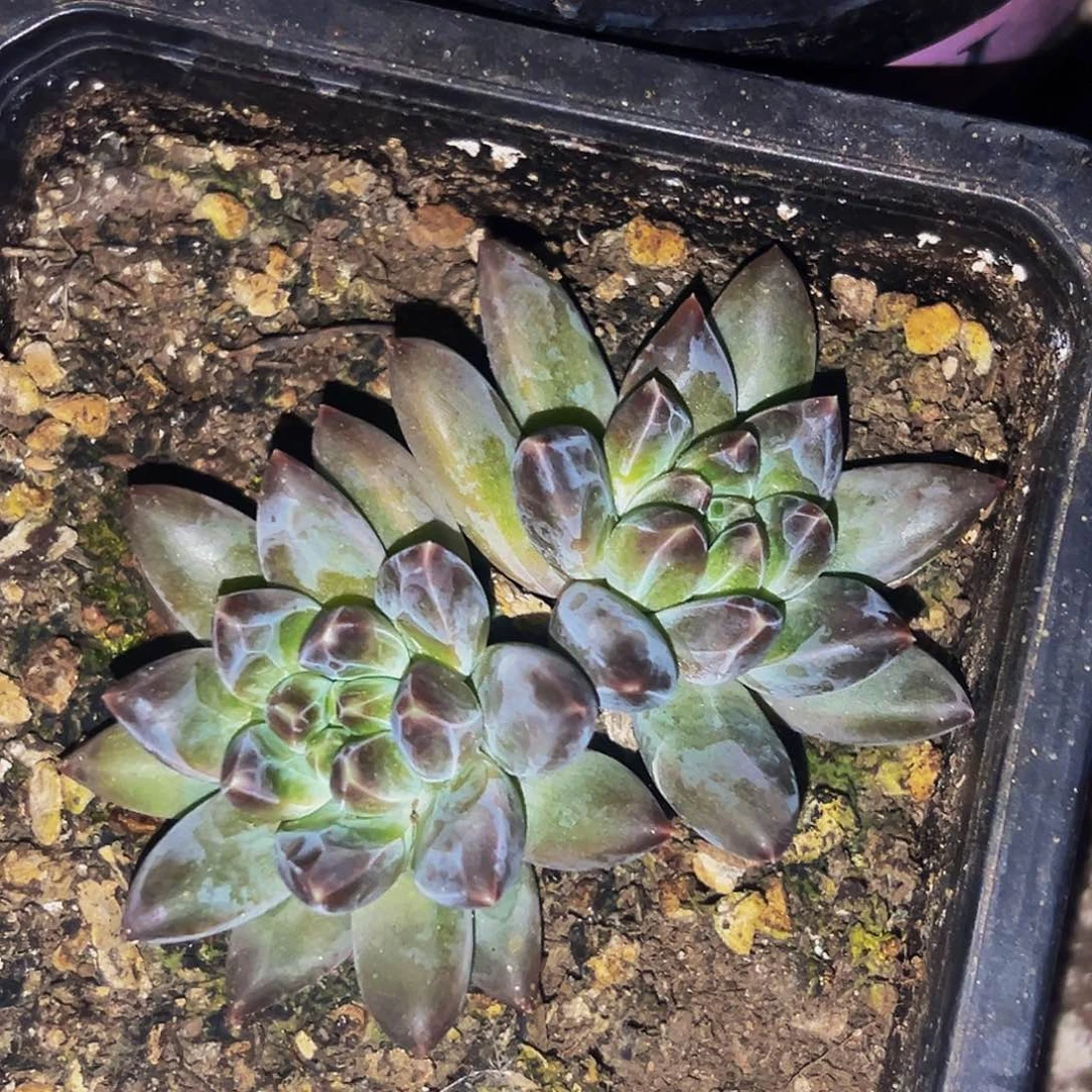 桔云多肉美人精品系列