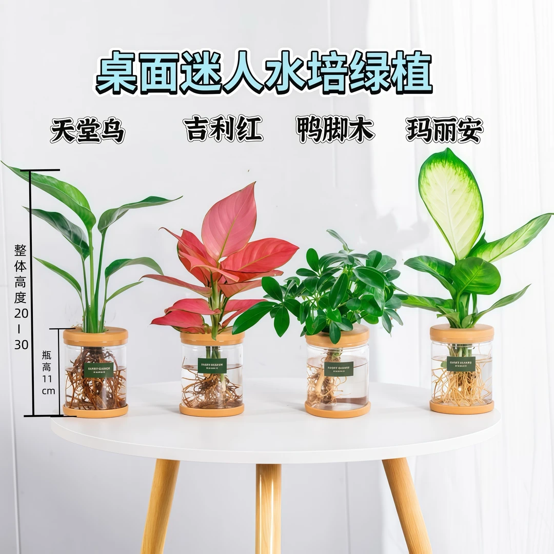【买三送一】天堂鸟吉利红鸭脚木玛丽安水培植物室内桌面绿植盆栽