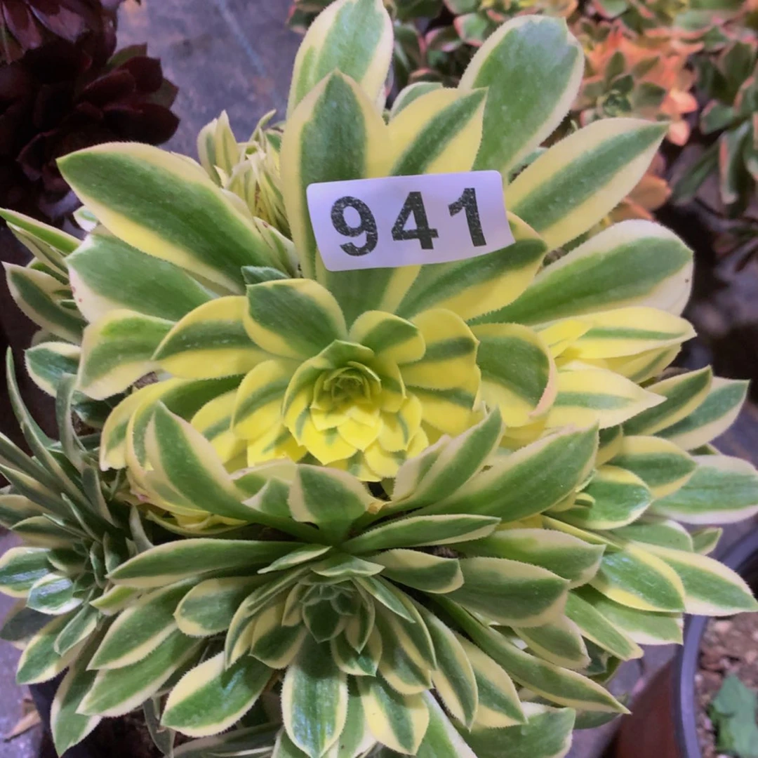 【闪购商品】风**雨941颜宁多肉