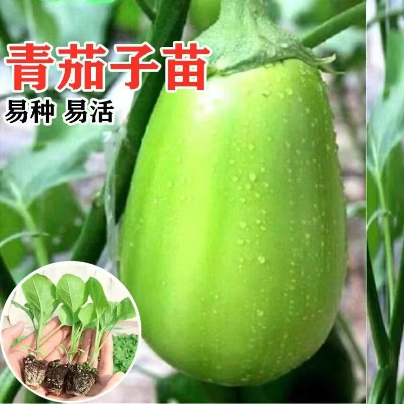 青皮茄子绿茄子苗带土秧苗四季阳台盆栽蔬菜苗子菜园庭院种茄苗籽