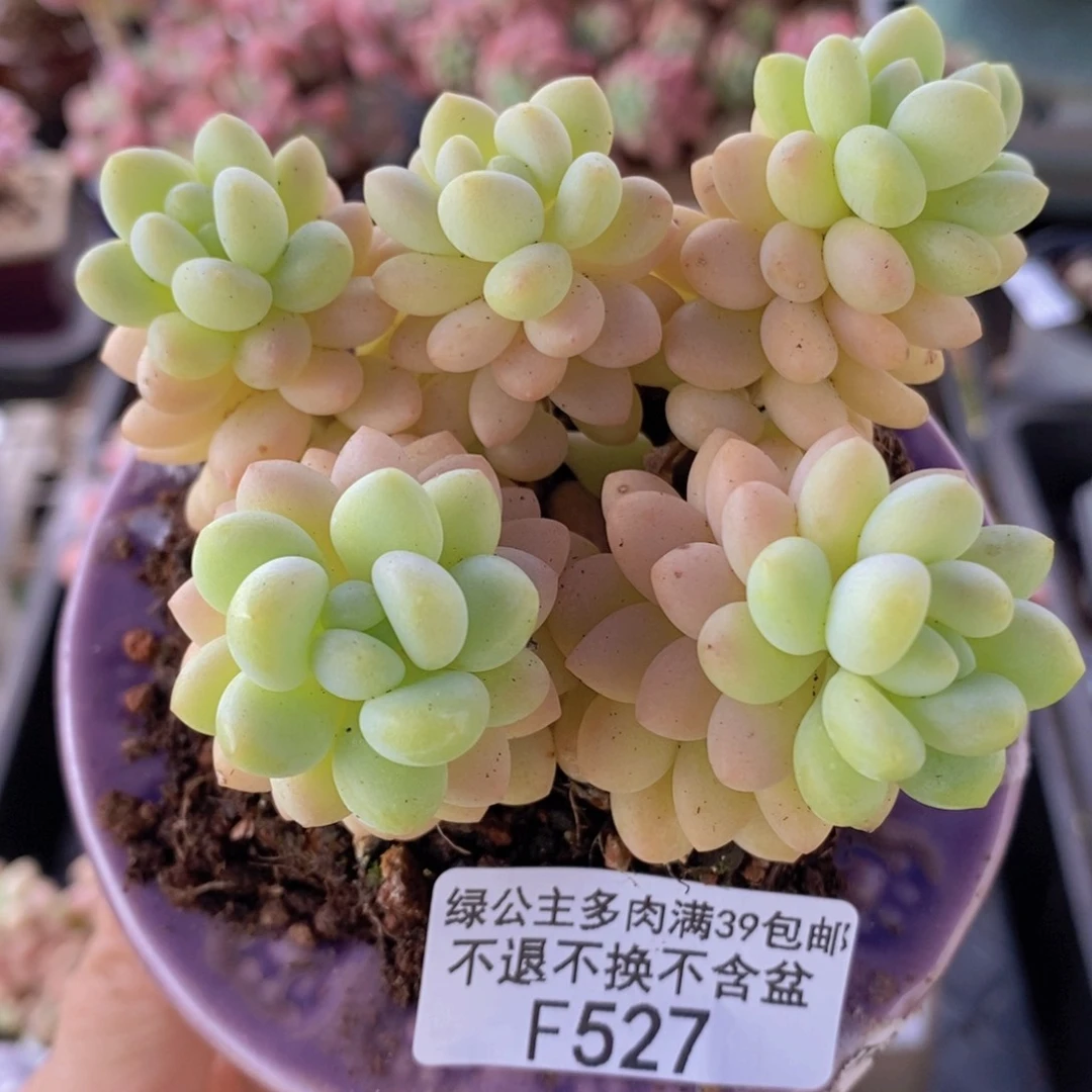 洛可可7cm527多肉植物