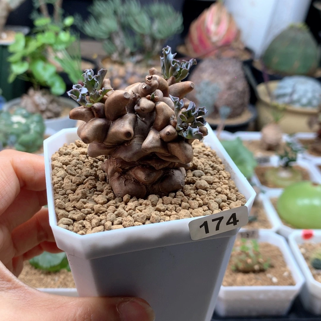 蛮鬼塔厚敦菊带盆174