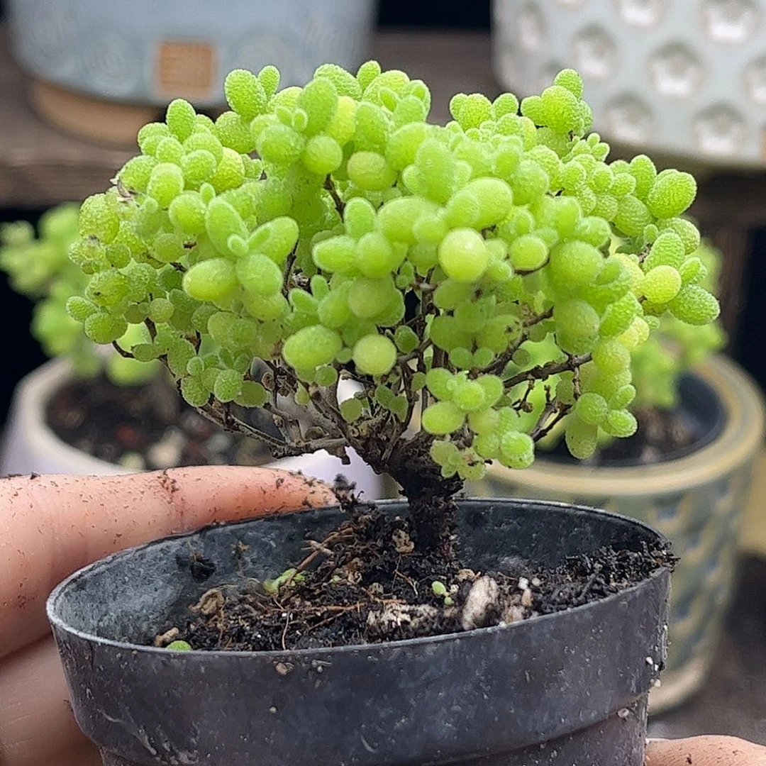 47蜜桔糖球优选枝干