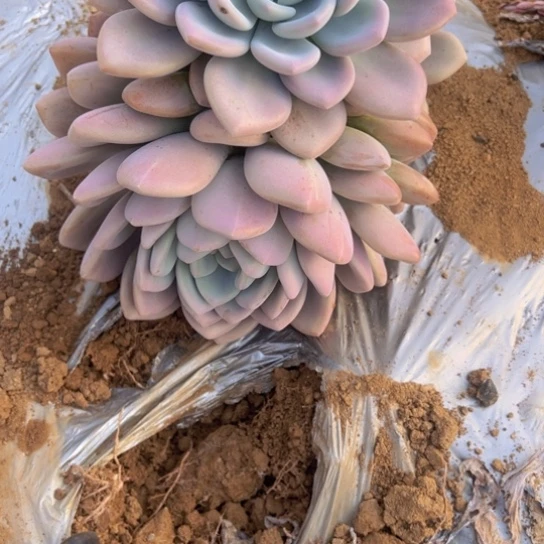 紫*地栽奥普琳多肉啦，包邮不包损，