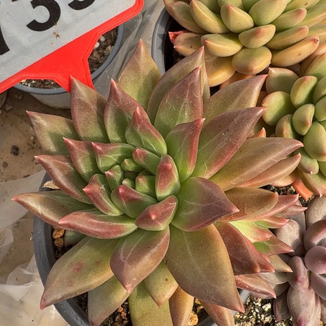 新品一物一拍739.