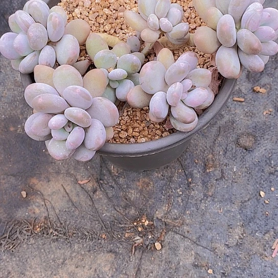 无花朵单*大叶奶多肉植物