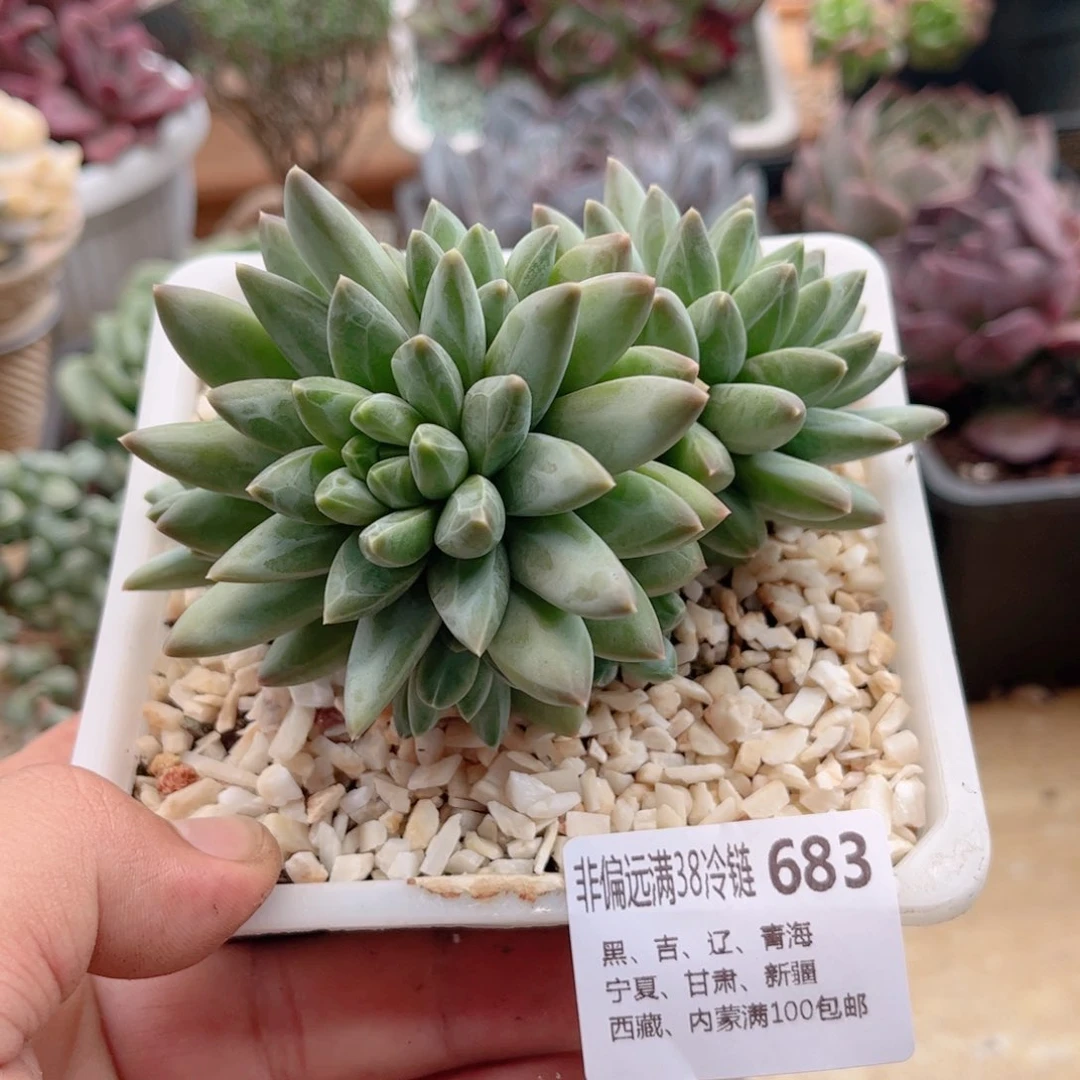 683青花瓷德华多肉