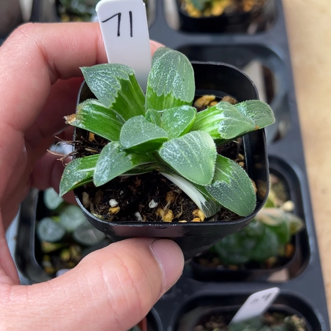 71蓝光魔面寿锦一物一拍