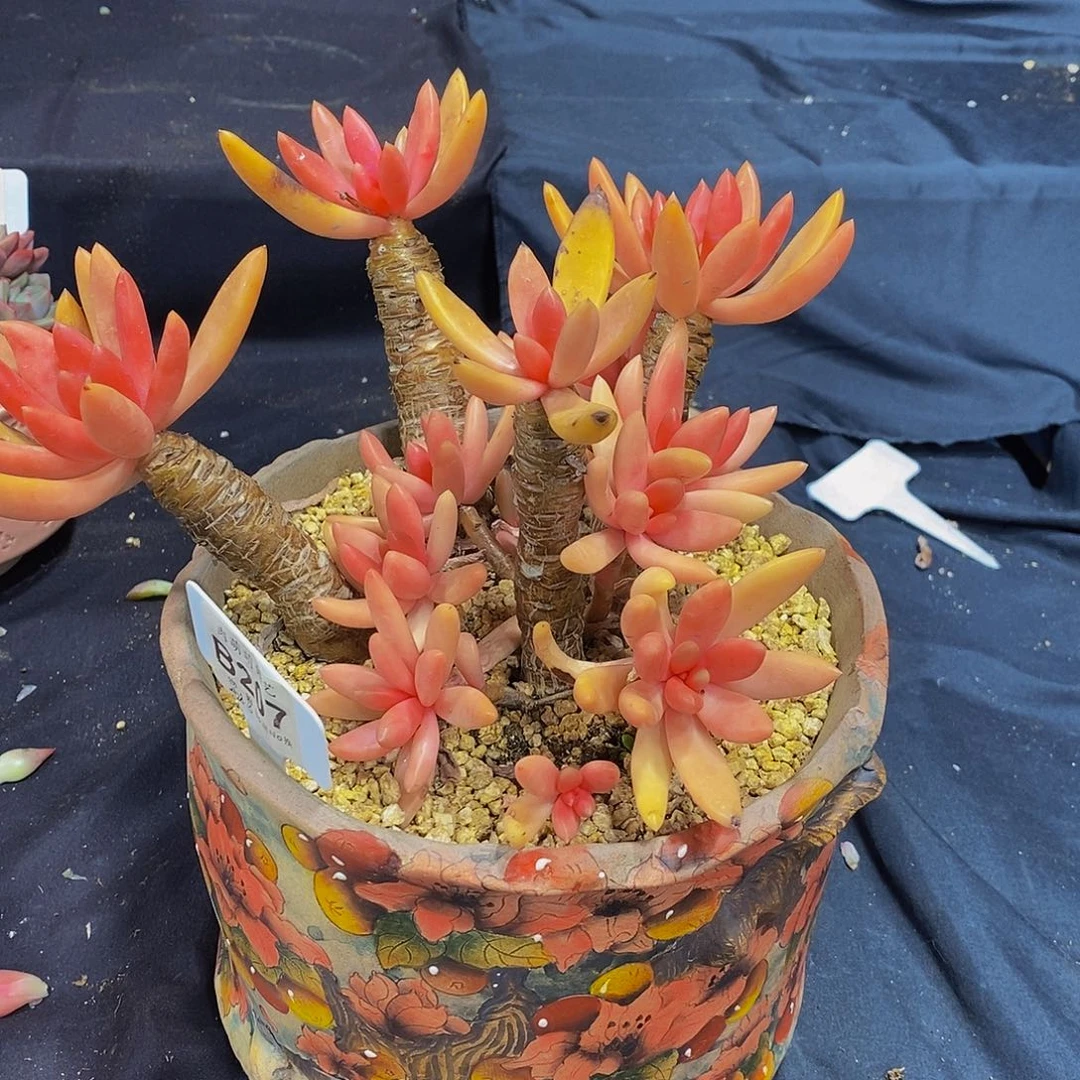 烧***球B207金雀多肉美人系