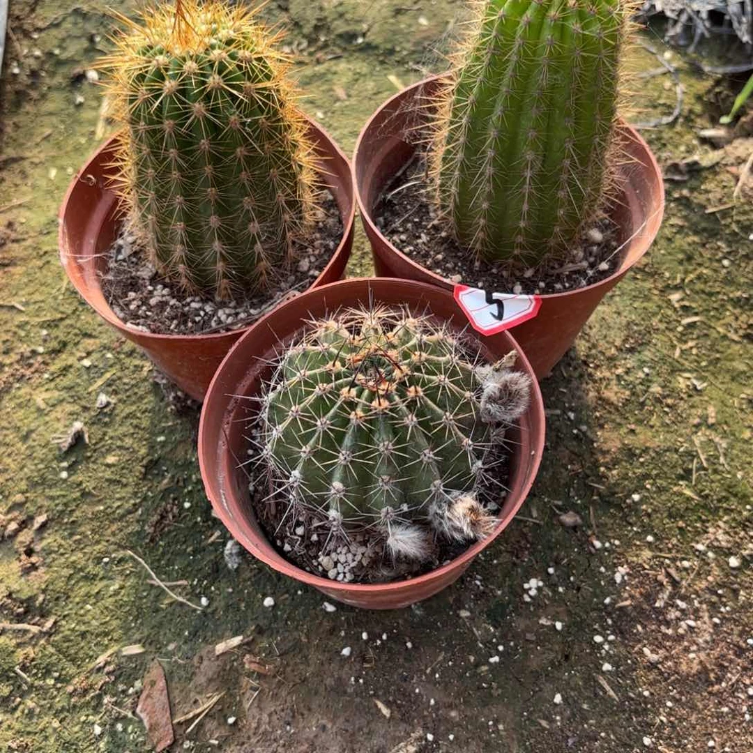 5号带根3颗仙人球00001