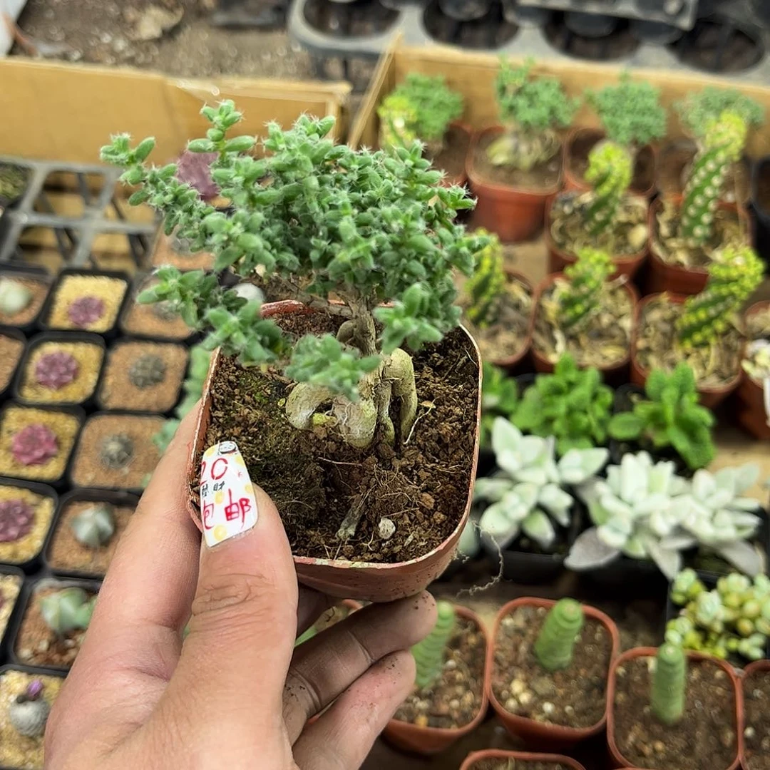 9.8姬红小松有根有单头发货有根