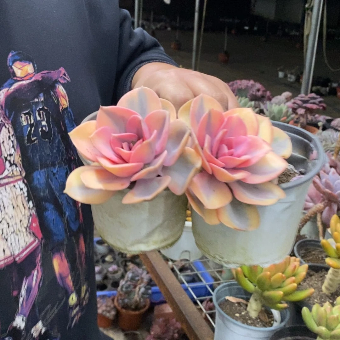彩虹单头老桩两盆