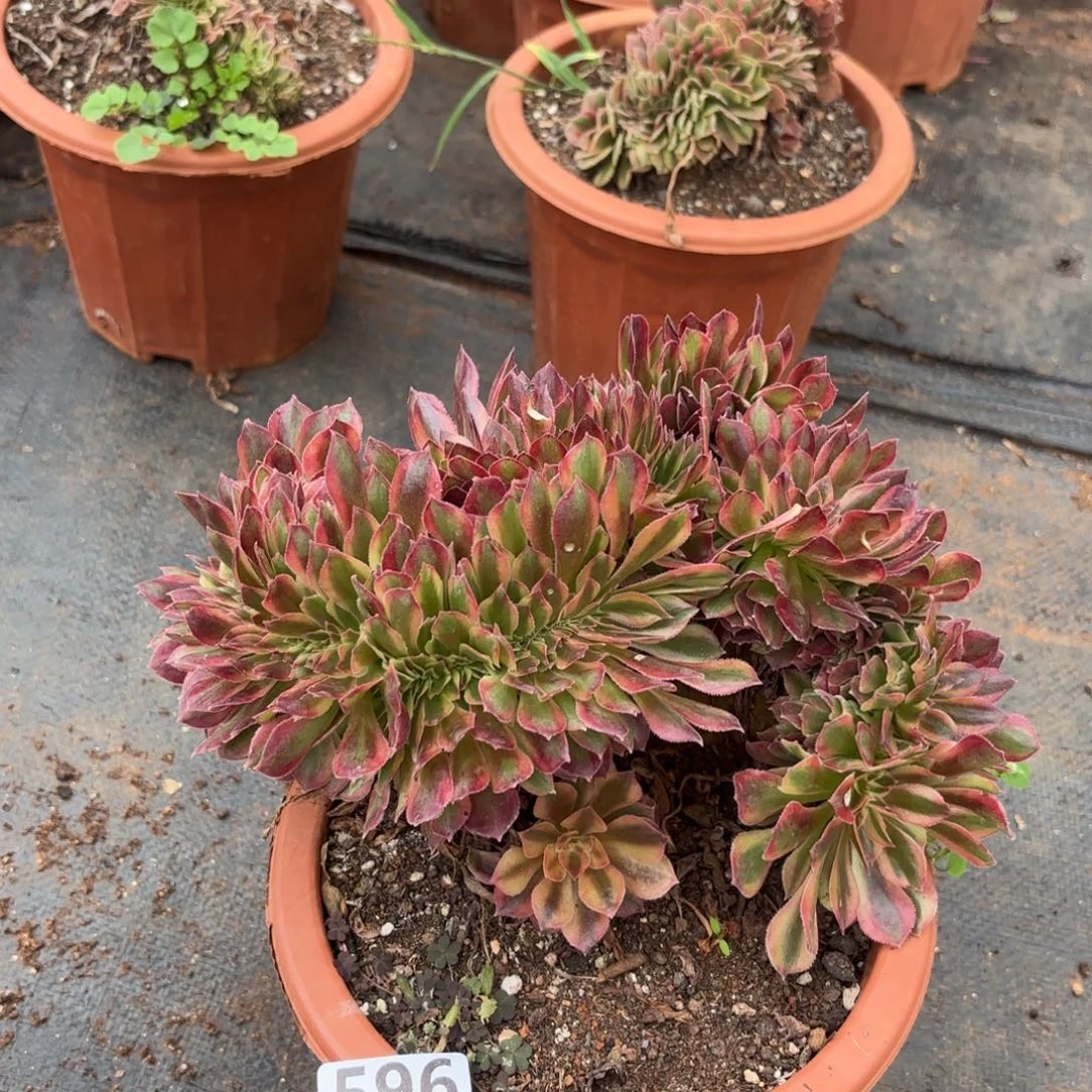 596号洛神缀化多肉植物