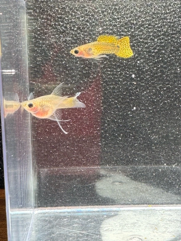 精品卡姿兰豆豆眼黄蕾丝玻璃猫种鱼小型鱼热带鱼观赏鱼