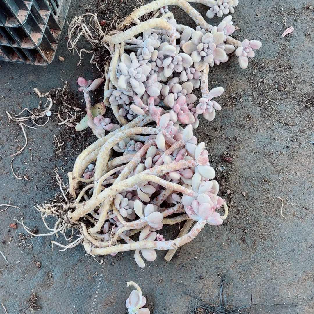老****狂桃蛋处理不售后54