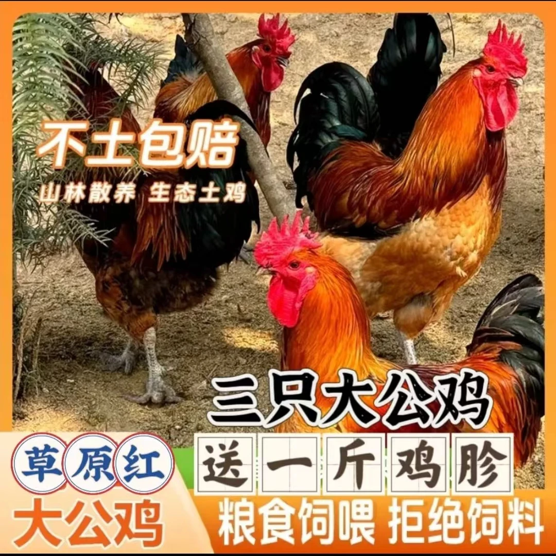 三只草原红大公鸡带一斤鸡胗到手共10斤以上（顺丰冷链）