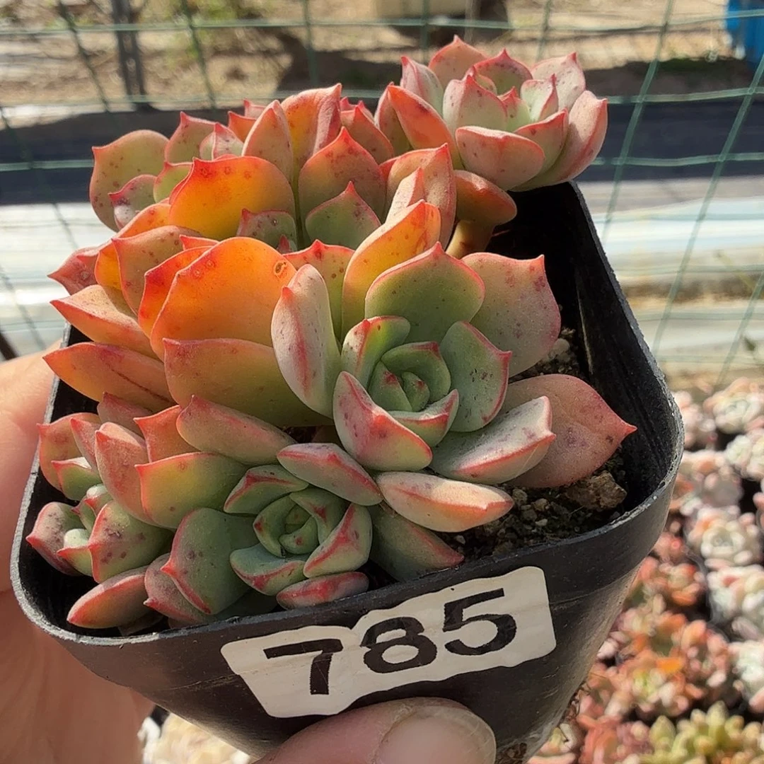 785七公分红化妆满20包邮