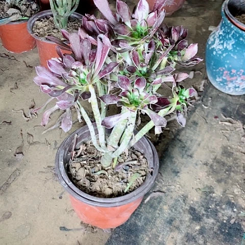 黑法师多肉植物法师62号