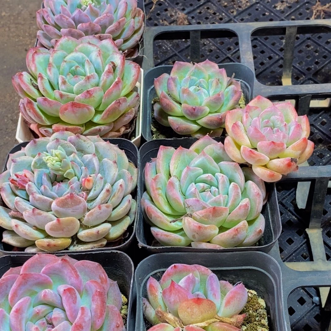 676的人生观价值观世界观都是