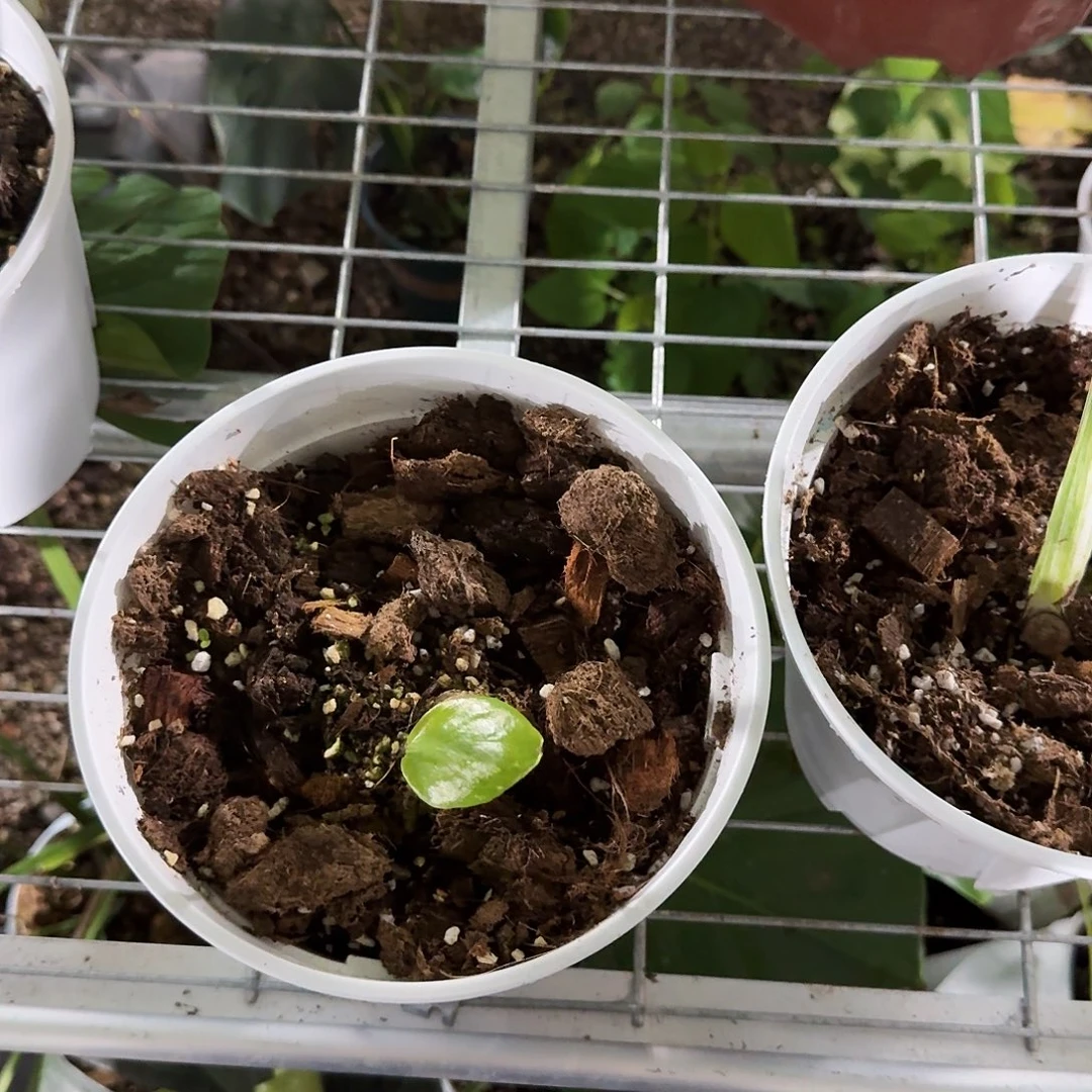 不***间无花朵龟背竹一物一拍