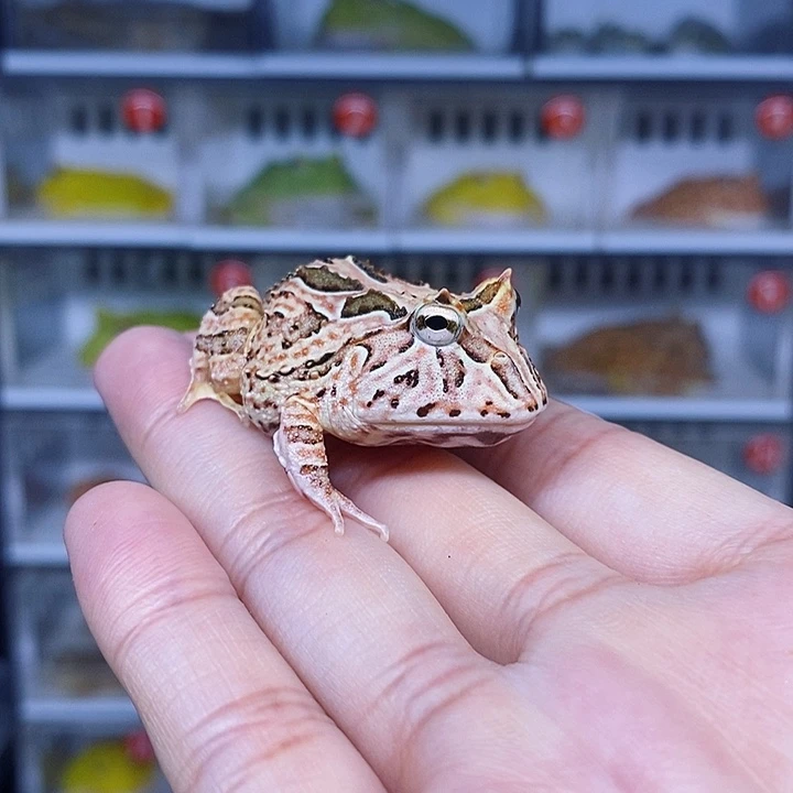 特价秒杀活动蝴蝶