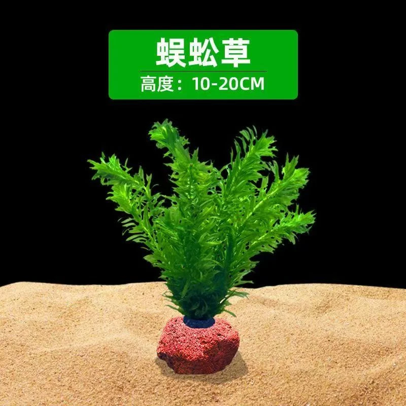 火山石定植蜈蚣草增氧阴性淡水好养易活净化水质