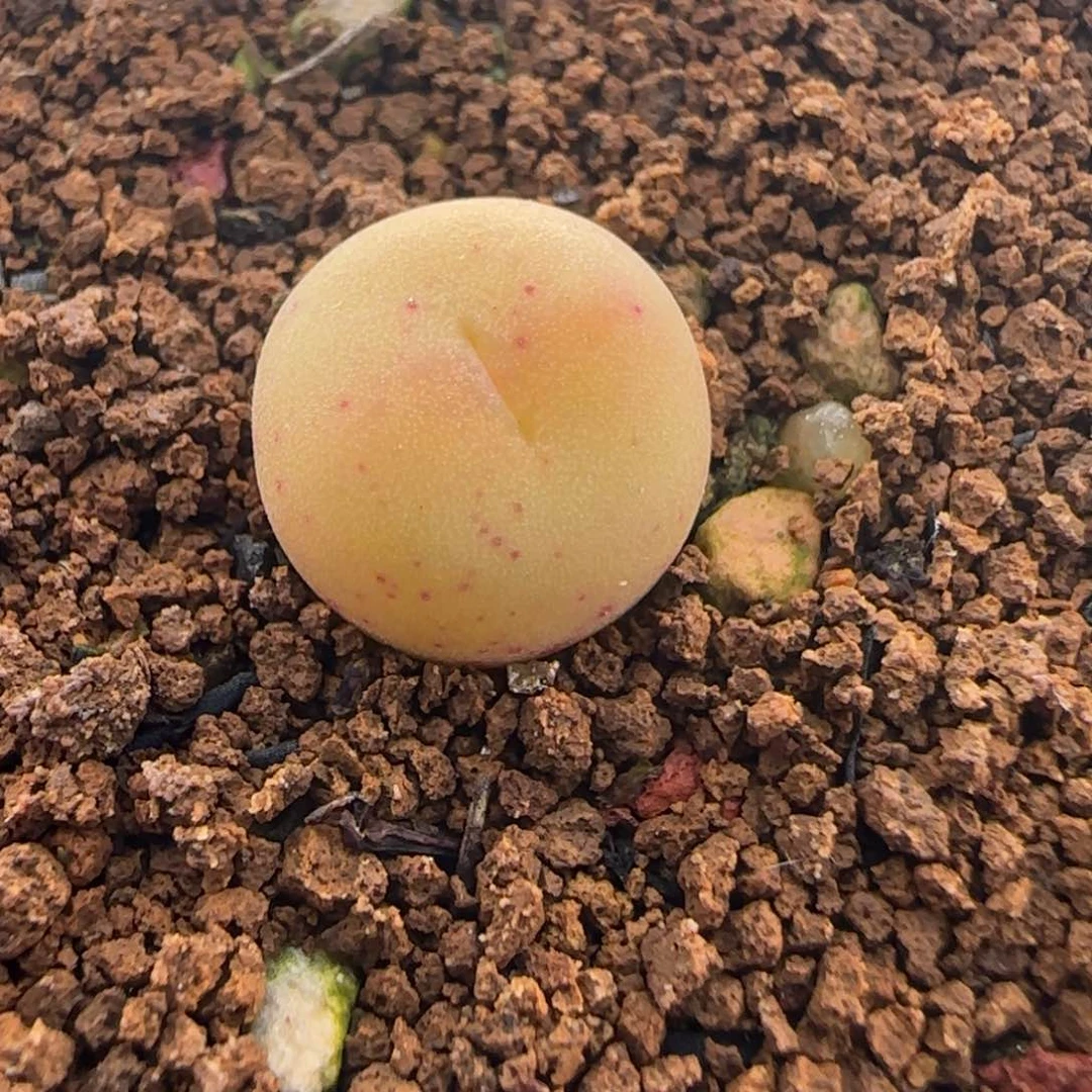 1.24号多肉拉姆一颗26号