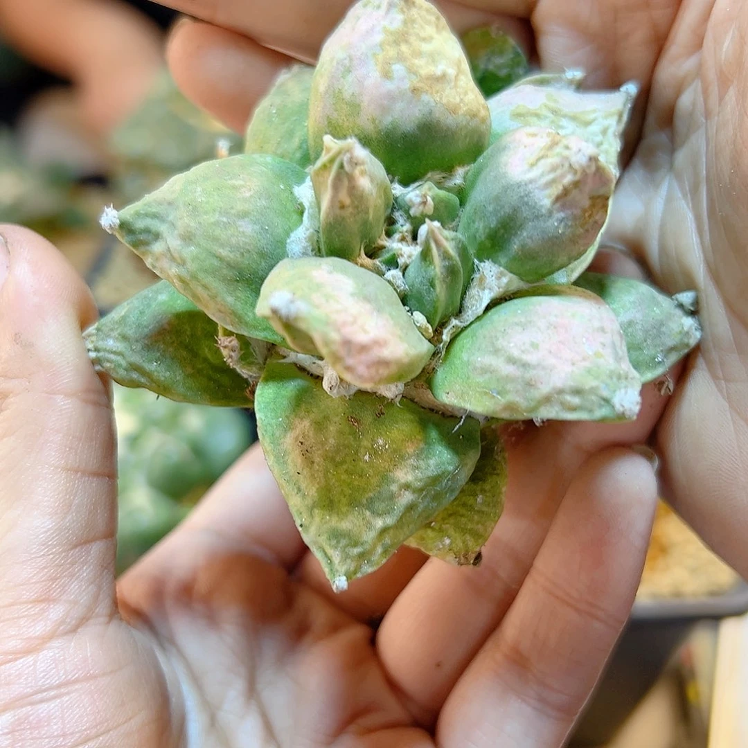 晚8号自根青瓷粉锦7.9公分