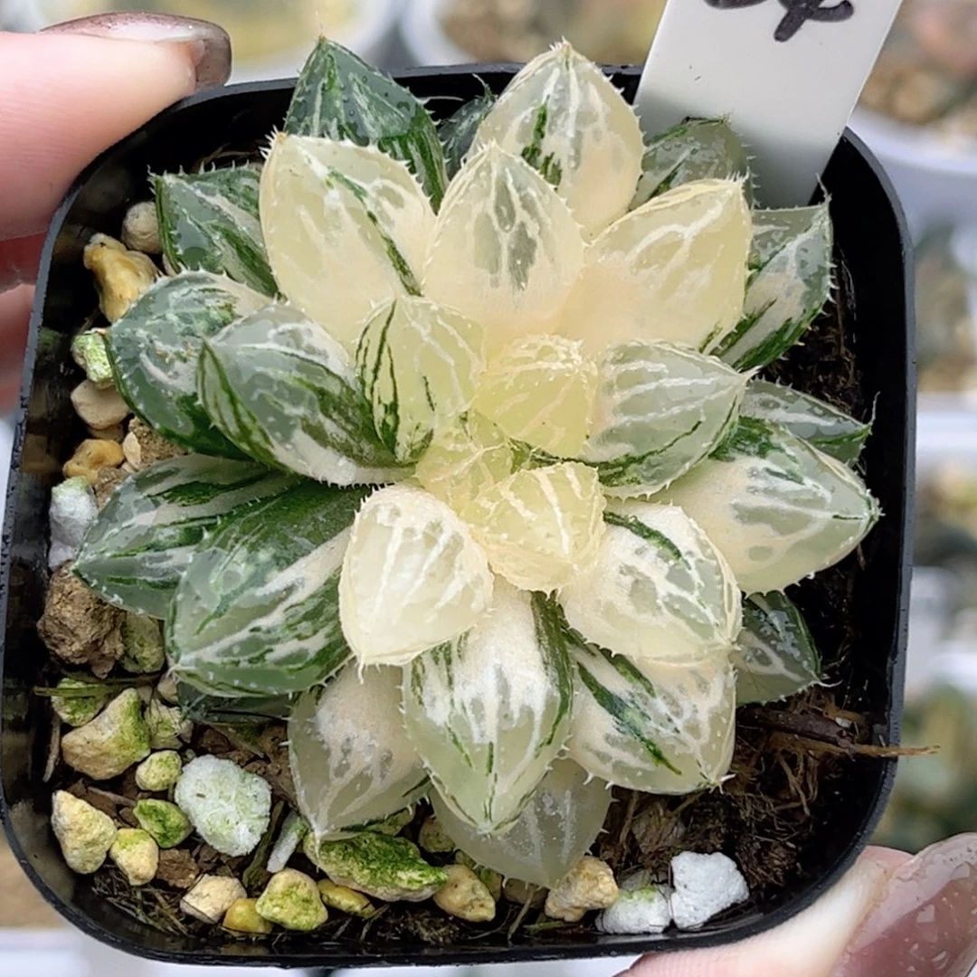 34楼兰玉露锦福利专场