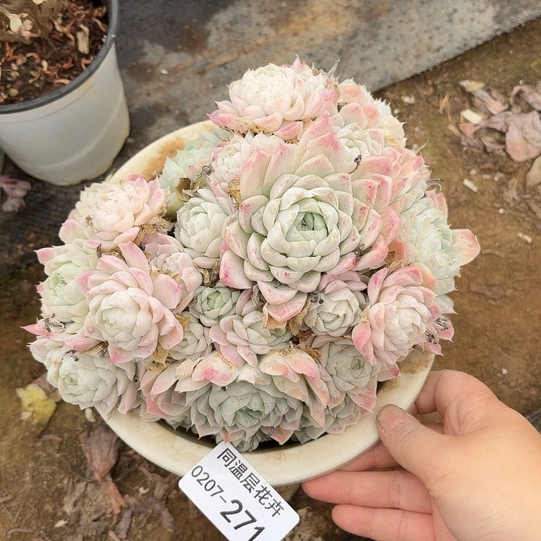 同温层多肉白月影271