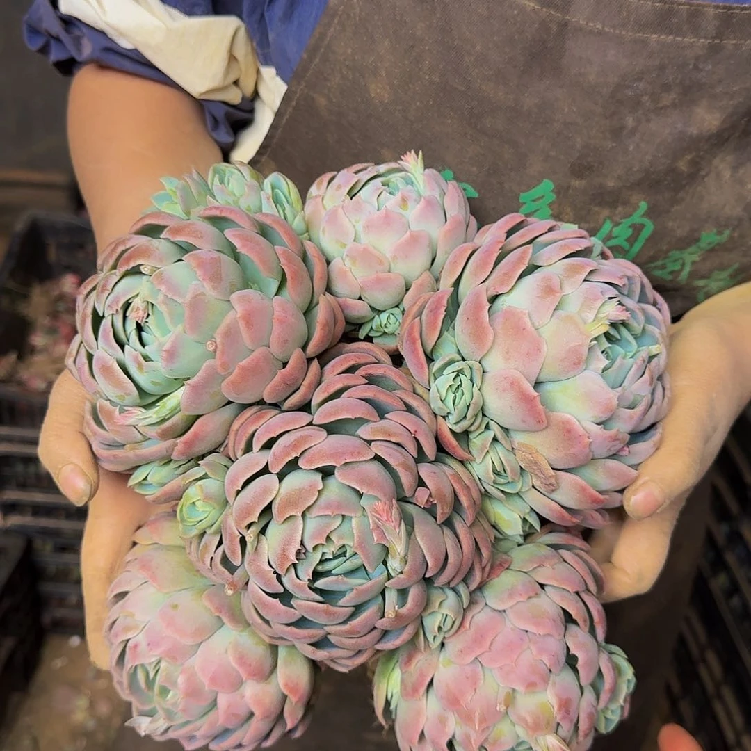 贝瑞 一颗 不包损10米