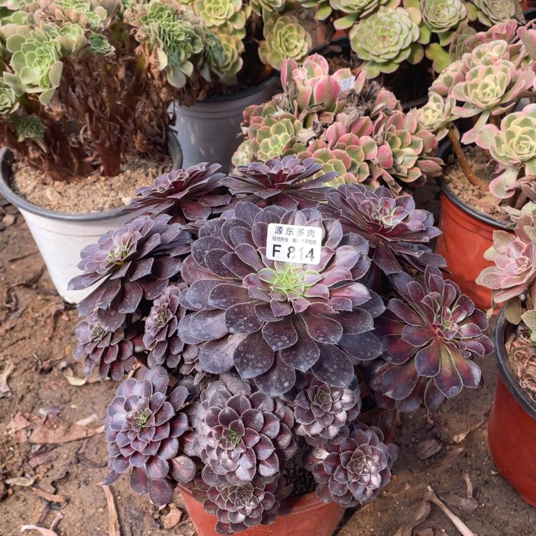 814铜壶中班多肉法师断枝不包