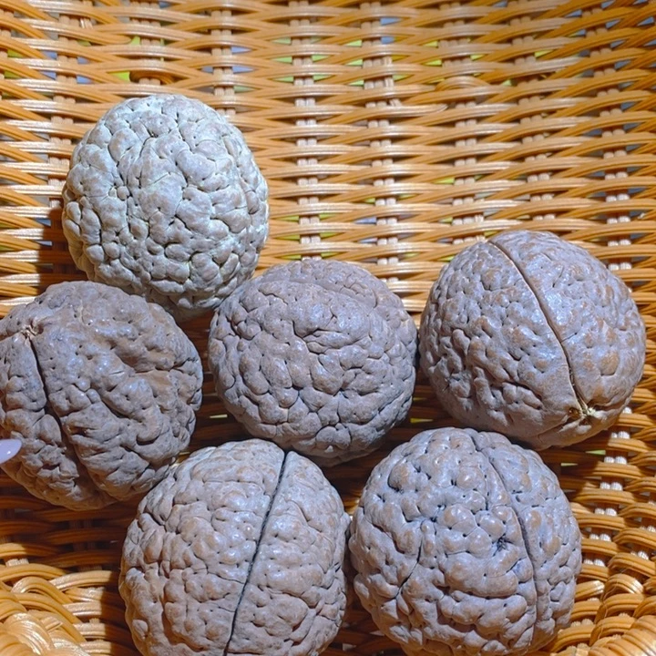 我***亮野生三瓣脑纹大金刚