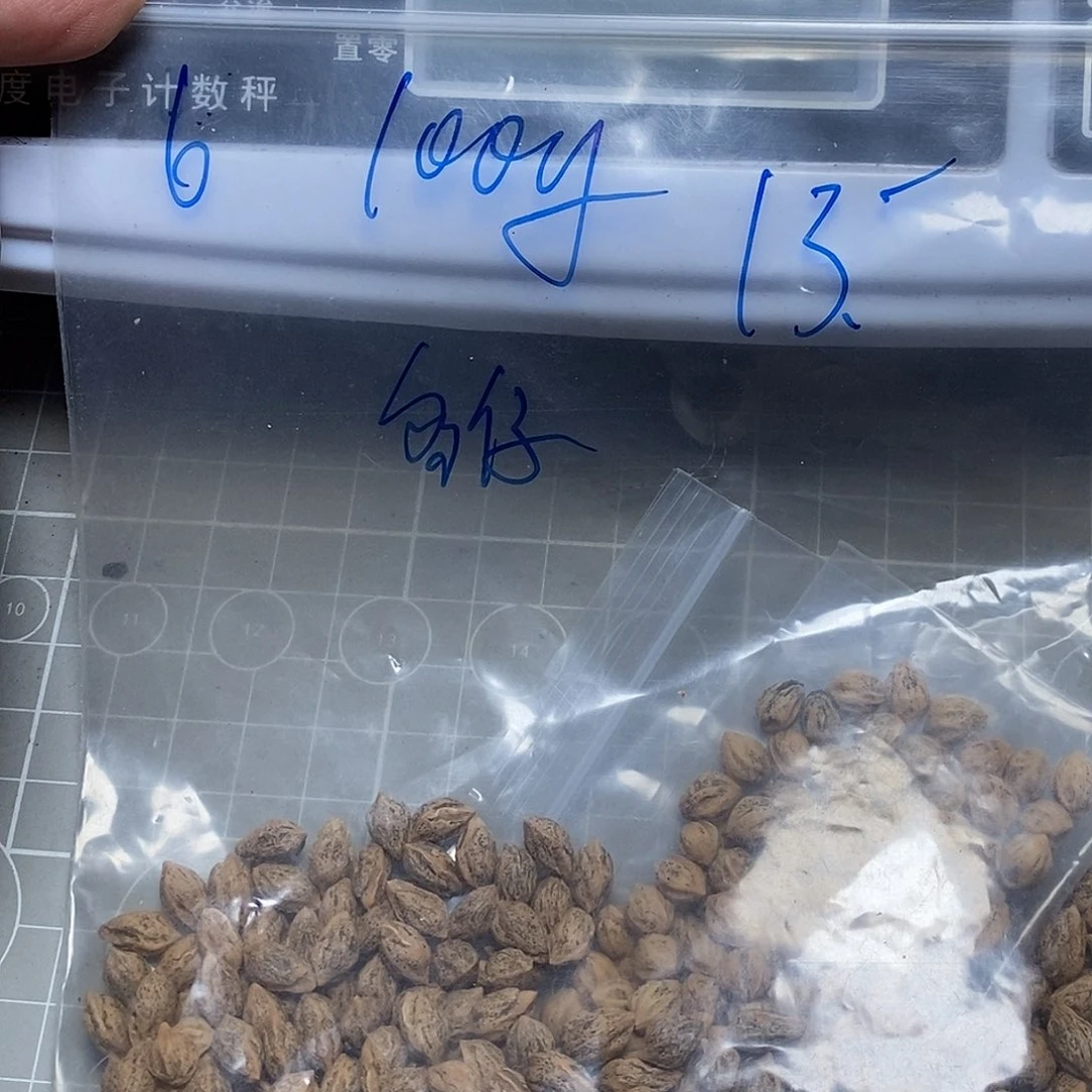 多***仔柏香籽/百香籽吊坠