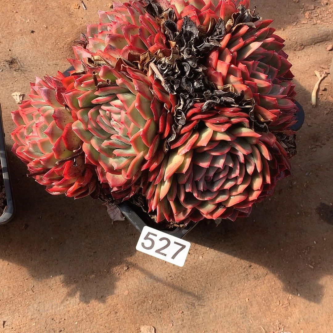 527 一物一拍多肉