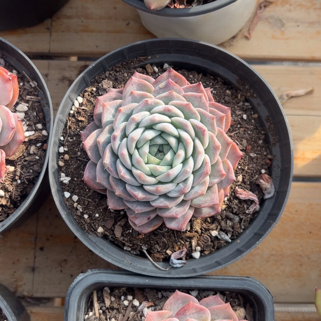 多肉冰魄【非偏远满18包邮】