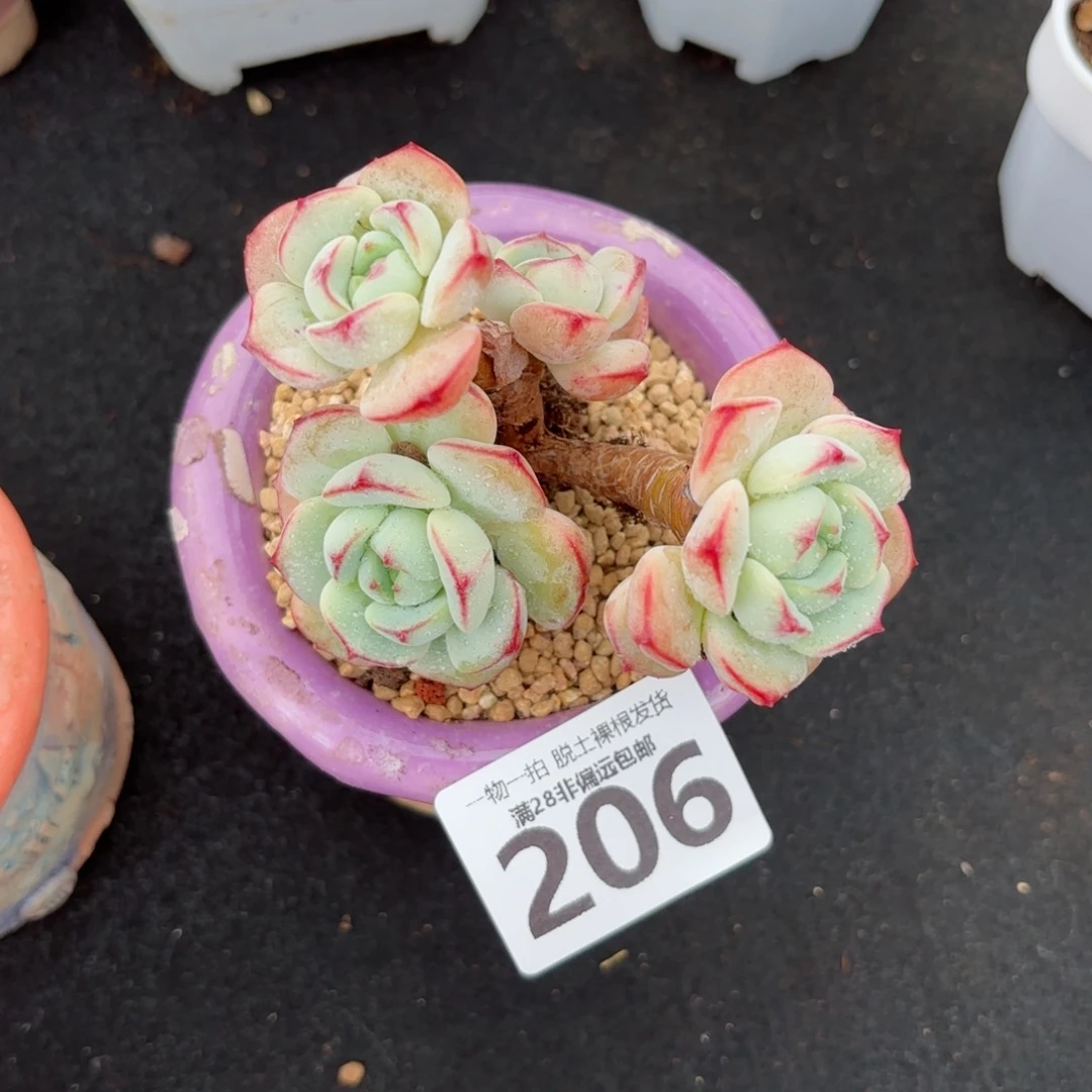 香草老桩无盆土发货