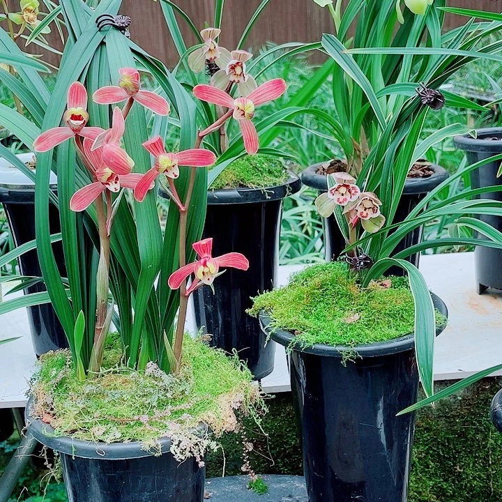 老***头完全开放一物一味