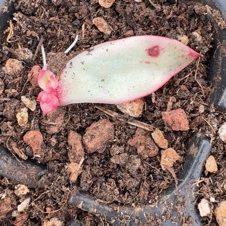 惊鸿仙子一物一拍